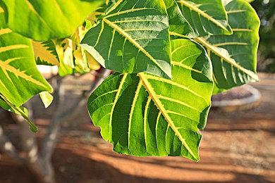 《最终幻想16》主角技能系统介绍 可一键自动购买